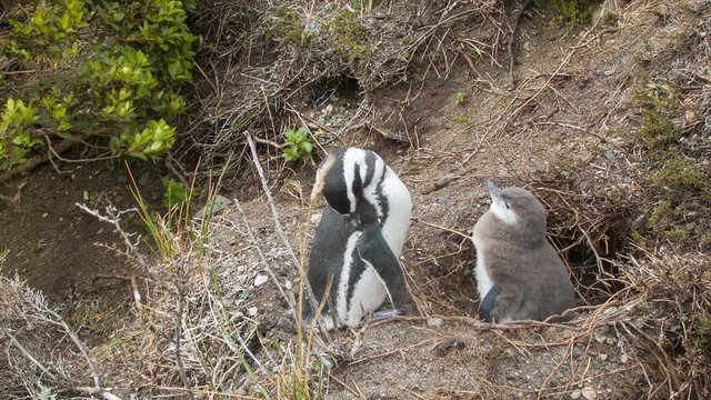 Baby and Adult Magellanic Pengiun at their Nest in the Wild at the Southern Most Tip of South America in Tierra del Fuego Argentina