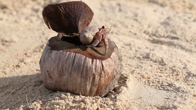 head of hermit crab popped out of the shell for walk on the beach
