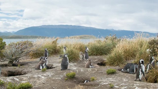 Panning Over Magellanic Penguins at their Nests in Nature Against the Beagle Channel at the Southern Most Tip of South America in Tierra del Fuego Argentina