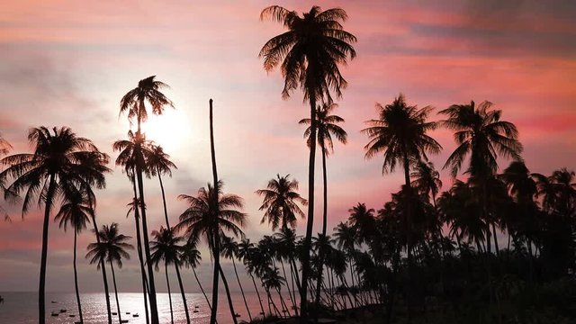 Dark silhouettes of coconut palm trees and amazing cloudy sky on sunset at tropical place Mui Ne, Vietnam
