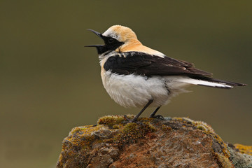 Male of Black-eared wheatear. Oenanthe hispanica