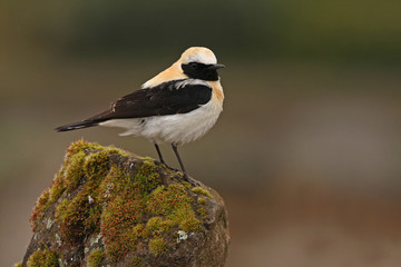 Male of Black-eared wheatear. Oenanthe hispanica