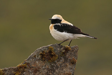 Male of Black-eared wheatear. Oenanthe hispanica