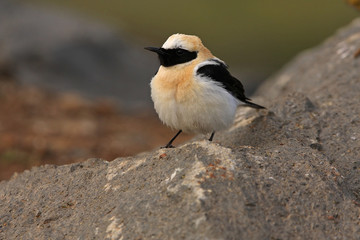 Male of Black-eared wheatear. Oenanthe hispanica