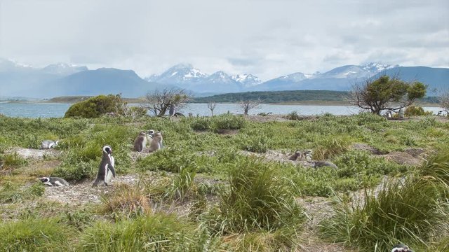 Tierra del Fuego Argentina Scene with Magellanic Penguins at the Beagle Channel with Mountain Background at the Southern Most Tip of South America in Argentina