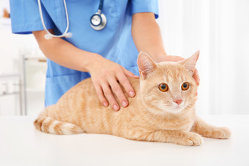 Young veterinarian examining cat in clinic