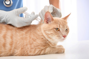 Naklejka premium Veterinarian giving injection to red cat