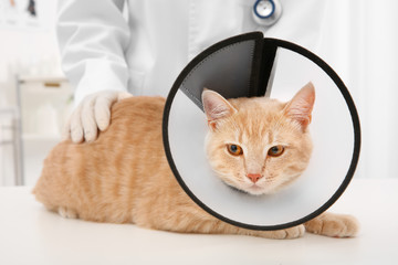 Cat in cone of shame lying on table in vet clinic