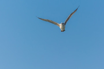 The Seagull's Superb Flying Technique