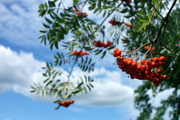 jarzębina