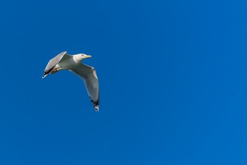 A Seagull Flying on the Blue Winter Sky