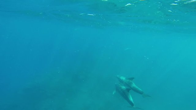 Dauphins de Mayotte nageant librement dans l'océan Indien