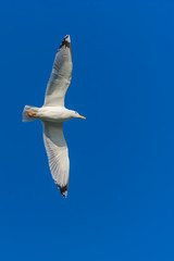 Spread Your Wings and Fly!