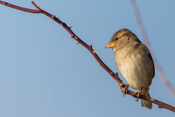 A Sparrow Enjoying the Winter Sun