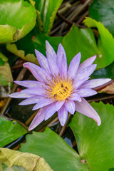 Bees in Lotus flower