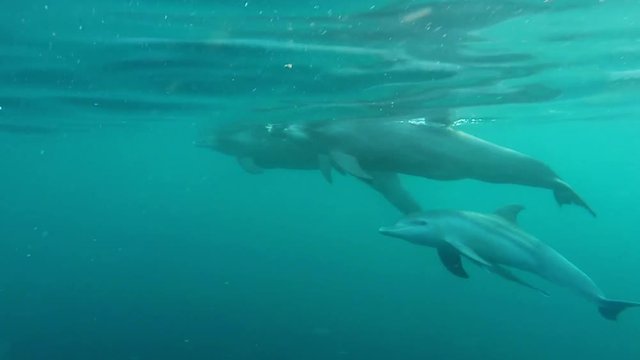 Dauphins de Mayotte nageant librement dans l'océan Indien