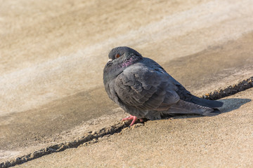 A Pigeon Relaxing in the Winter Sun