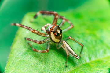 Male Two-striped Jumping Spider (Telamonia dimidiata, Salticidae) resting and crawling on a green leaf, showing its back and left side
