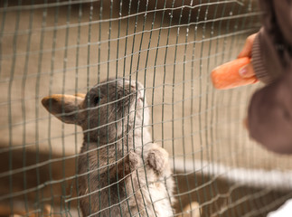 Woman feeding cute rabbit with carrot, closeup
