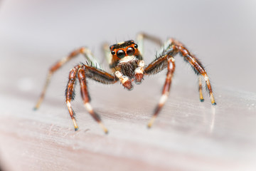 Male Two-striped Jumping Spider (Telamonia dimidiata, Salticidae) resting and crawling on a transparent tupperware