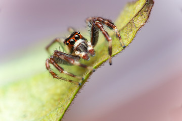 Male Two-striped Jumping Spider (Telamonia dimidiata, Salticidae) resting and crawling on a green leaf