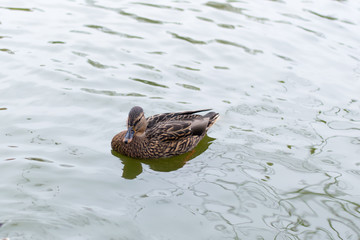 gadwall