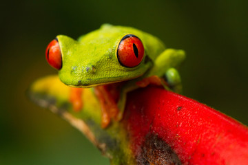 Red Eye Frog, Costa Rica