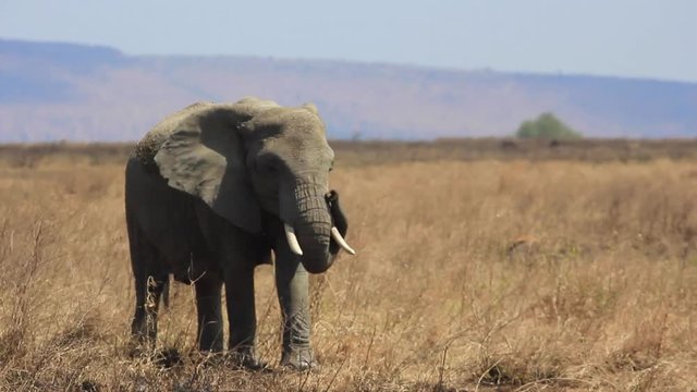B&eacute;b&eacute; et famille &eacute;l&eacute;phants en Tanzanie dans le parc du Serengeti