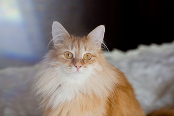 ginger cat portrait at home