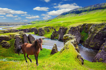 Bay thoroughbred horse grazes on a cliff