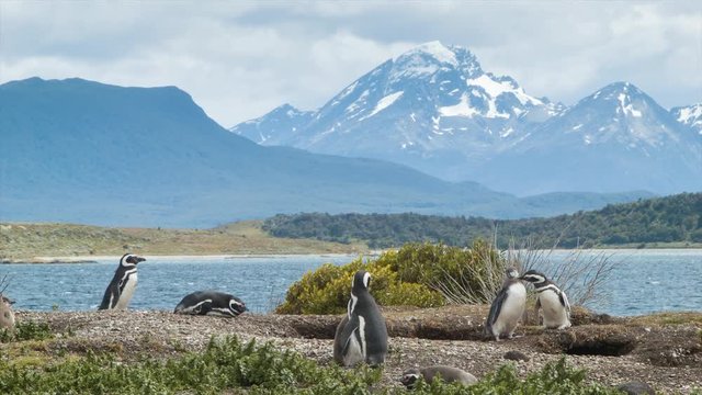 Nature Scene of Magellanic Penguins with Young Babies in Tierra del Fuego Argentina at the Southern Most Tip of South America on a Day of Sunshine