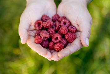 Woman hands holding raspberries at the garden. Mother hands full with fresh berries.