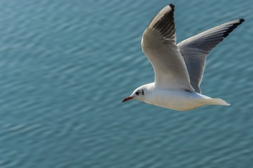 Fototapeta na wymiar Gull Flying Above the Lake