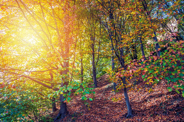 Fototapeta na wymiar Sunlight in a forest