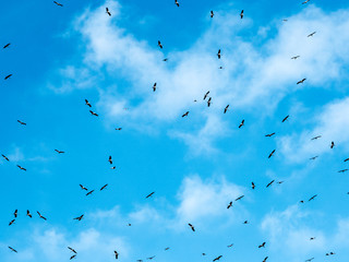 Many storks flying against the blue sky