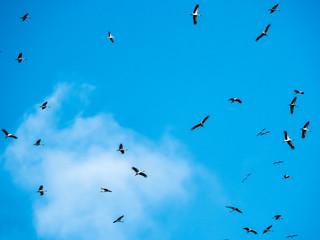 Many storks flying against the blue sky