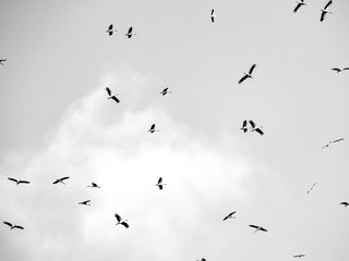 Fototapeta premium Many storks flying against the sky