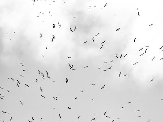 Many storks flying against the sky