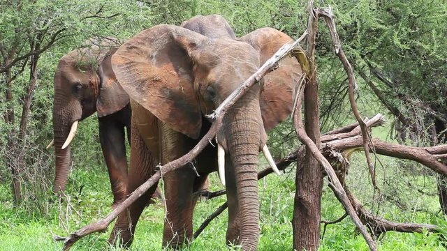 B&eacute;b&eacute; et famille &eacute;l&eacute;phants en Tanzanie dans le parc du Serengeti