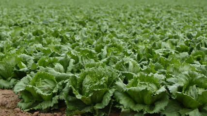 PLANTACIÓN DE LECHUGAS