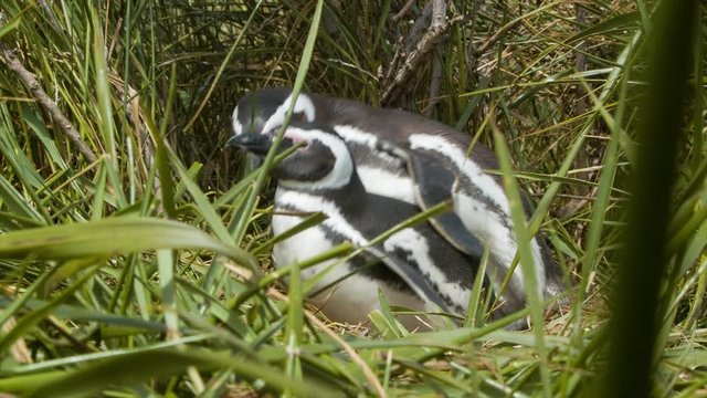 Magellanic Penguins Mating Close-up in the Wild Between the Green Grass in Tierra del Fuego Argentina at the Southern Most Tip of South America