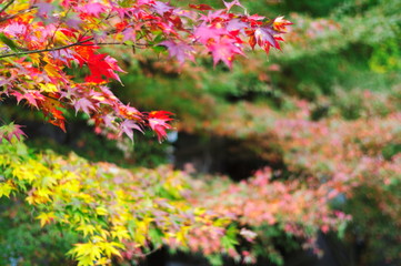 紅葉