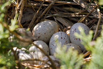 EIER