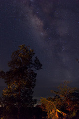 Fototapeta na wymiar Milky Way in background with tree and jungle forest in foreground