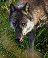Dark wolf with an evil stare