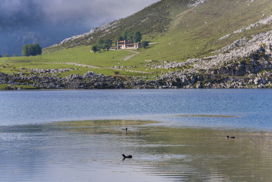 Patos en Lago Enol (Lagos de Covadonga, Asturias - España).