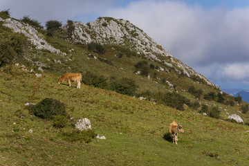 Fototapeta na wymiar Vacas en los Picos de Europa (Asturias, España).