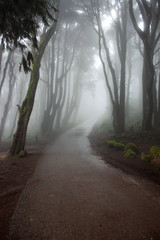 Fototapeta premium Forest with mist in the natural park Sintra Cascais in Portugal
