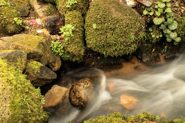 Stream of Water Trickling Down Mossy Rocks