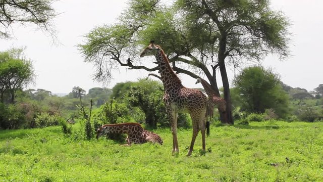 Girafes dans la savane africaine